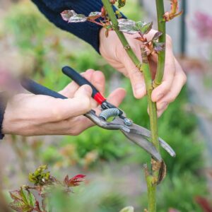 Why You Should Continue Pruning Climbing Roses While Dormant