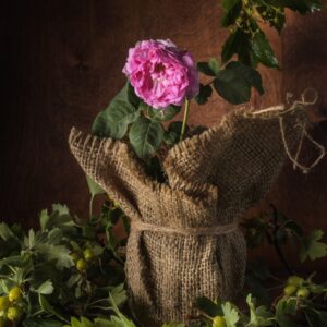 Bare Root Roses